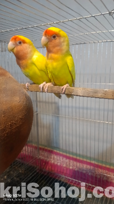 Lutino Peach-faced Lovebirds